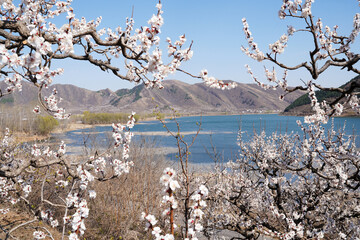 The apricot blossoms by the river bloom