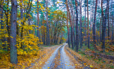 ground road among forest glade covered by red dry leaves,  beautiful autumn  forest scene