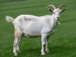 Majestic white goat with impressive horns stands confidently in a lush green meadow, embodying rustic charm and natural beauty.