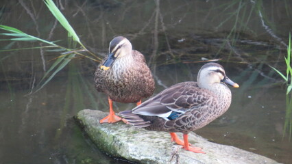 岩の上で休む2羽のカルガモ