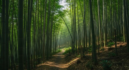 Bamboo Forest Path - A Serene Walk Through Natures Embrace.