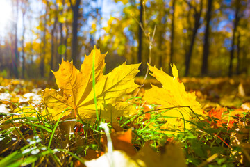 closeup red dry maple leaves on the forest glade in light of sparkle sun, beautiful autumn natural background