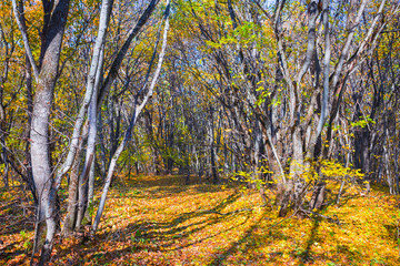 beautiful autumn forest glade covered by red dry leaves, seasonal natural landscape