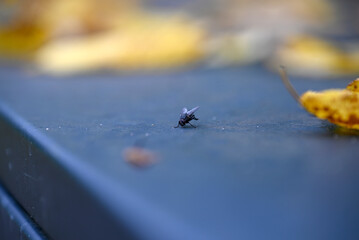 Musca domestica sitting on grey Garbage Bin. Autumn. Some yellow leafs are blurred.
