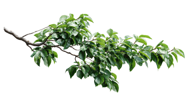 Lush green branch with leaves