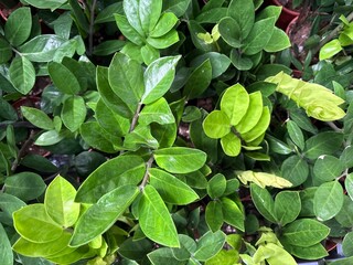 Zamioculcas zamiifolia houseplant with glossy green leaves, tropical indoor plant for modern home interior and natural decoration