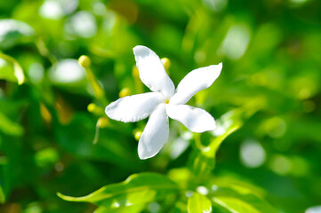 Cape Jasmine , Gardenia jasminoides or Gardenia or Crepe Jasmine or Arctic Snow or Milky Way or Snowflake or RUBIACEAE