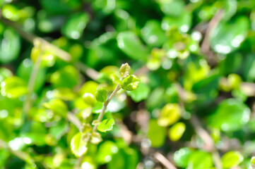 Carmona retusa Vahl Masam or BORAGINACEAE , Carmona retusa or leaves background