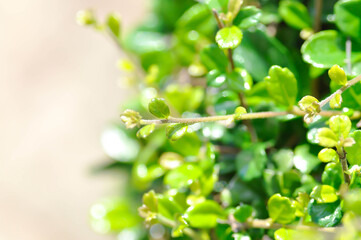 Carmona retusa Vahl Masam or BORAGINACEAE , Carmona retusa or leaves background