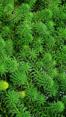 Beautiful natural background, beautiful green tree branches.