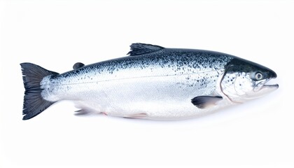 Obraz premium Fresh whole salmon fish on white background displaying silver scales and vibrant fins