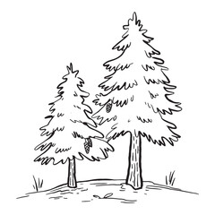 Illustration of two coniferous trees with pine cones in black outline