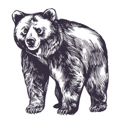 animal bear, wildlife, hand drawn vector illustration sketch