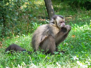 whitefaced capuchin monkey animal in green grass eat with hand on profile view