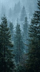 Fototapeta premium Snow-covered winter forest with coniferous trees in a mountainous area