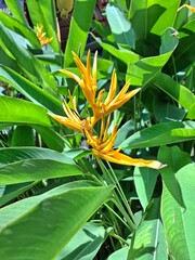 Bright yellow Heliconia flower surrounded by large green tropical leaves in sunlight. Exotic tropical plant blooming in a garden in Vietnam.