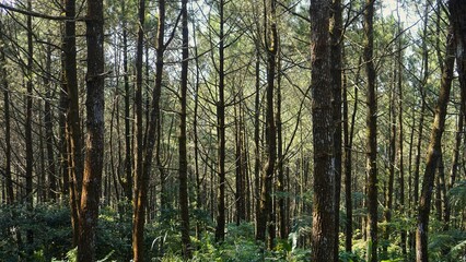 Pine Forest with Sunlight for Nature and Landscape Photography
