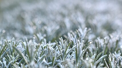 A macro view of lavender covered in a delicate layer of hoarfrost, showing the beautiful texture and cold of a winter morning.