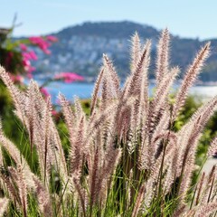 Fountain grass silhouetted by bright sunlight, overlooking a peaceful bay with a coastal town and mountains