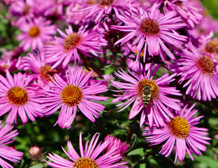 Pink aster flowers blooming in an autumn garden, a hoverfly pollinating a blossom on a sunny day