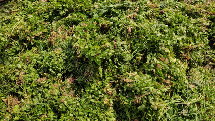 Fresh coriander bunches piled on floor at vegetable market in Islamabad showing natural green produce and rural trade