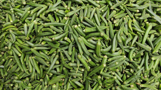 Close up shot of fresh green okra piled together showing texture freshness and organic farming concept