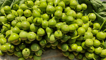Pile of fresh bottle gourd placed on ground at local vegetable market showing natural farming and rural life