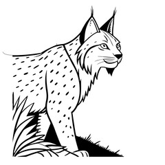 Obraz premium canada-lynx-vector