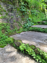 Old weathered stone steps overgrown with green moss and small plants in a tropical forest. Bright sunlight highlights the textures of the stones and lush greenery. Natural peaceful scenery in Vietnam.