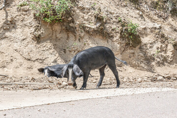 cute wildlife Nustral pigs in contryside, Evisa, Corsica, France. Porcu nustrale in Corse outdoor on roads danger