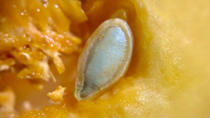 Macro of Squash Seed Inside Fresh Pumpkin
