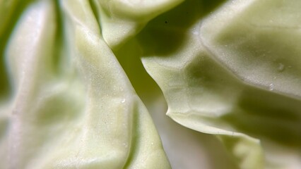Macro Close-Up of Fresh Cabbage Leaf Texture