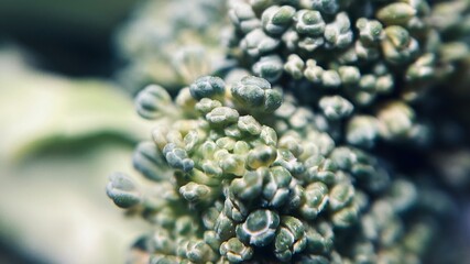 Macro Close-Up of Fresh Broccoli Florets