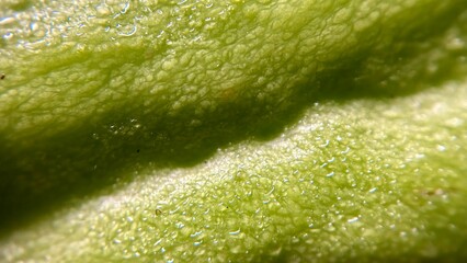 Macro Close-Up of Chayote Skin Texture