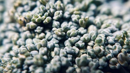 Macro Close-Up of Fresh Broccoli Florets