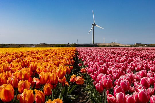 Campo de tulipanes con molino de viento al medio, franjas de colores amarillos y rosados en primavera de paises bajos