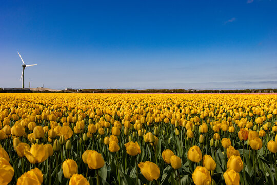 Tulipanes en paises bajos amarillos