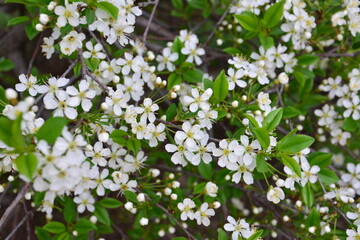 Delicate White Flowers Blooming on a Branch in Spring cherry blossom