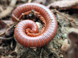 Reddish-brown ground centipedes or millipedes on damp ground, displaying detailed body texture and natural spiral patterns with sharp macro focus.
