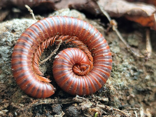 Reddish-brown ground centipedes or millipedes on damp ground, displaying detailed body texture and natural spiral patterns with sharp macro focus.