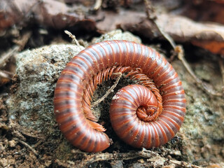 Reddish-brown ground centipedes or millipedes on damp ground, displaying detailed body texture and natural spiral patterns with sharp macro focus.