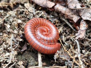 Reddish-brown ground centipedes or millipedes on damp ground, displaying detailed body texture and natural spiral patterns with sharp macro focus.