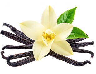 Vanilla flower & pods creamy bloom, green leaves, dark pods