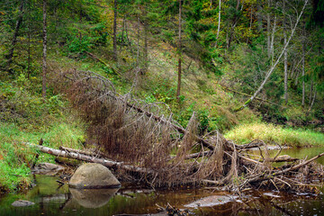 Fallen tree in the forest river