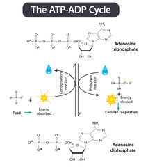 ATP ADP cycle. Adenosine triphosphate (ATP) is a organic chemical that provides energy for cell. intracellular energy transfer.