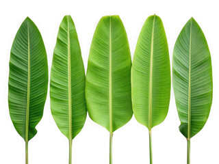 Fototapeta premium Five vibrant green banana leaves arranged in a row isolated on transparent background