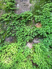 Close-up of an old stone wall covered with bright green moss and small ferns in a humid tropical forest. Natural background showing lush plant growth and rich textures of stone and greenery.