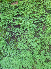 Close-up of an old stone wall covered with bright green moss and small ferns in a humid tropical forest. Natural background showing lush plant growth and rich textures of stone and greenery.