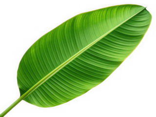 A single elongated green banana leaf with clear parallel veins, isolated on white isolated on transparent background