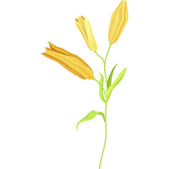 Yellow Lily Flower Buds with Green Stems and Leaves on a Transparent Background